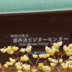 西丹沢のミツマタ